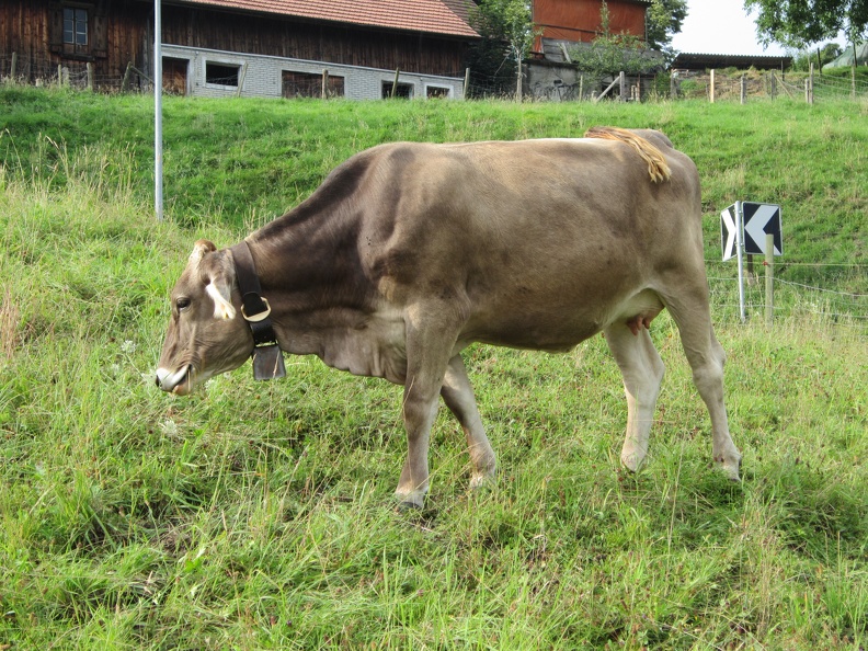 52 Swiss Cow